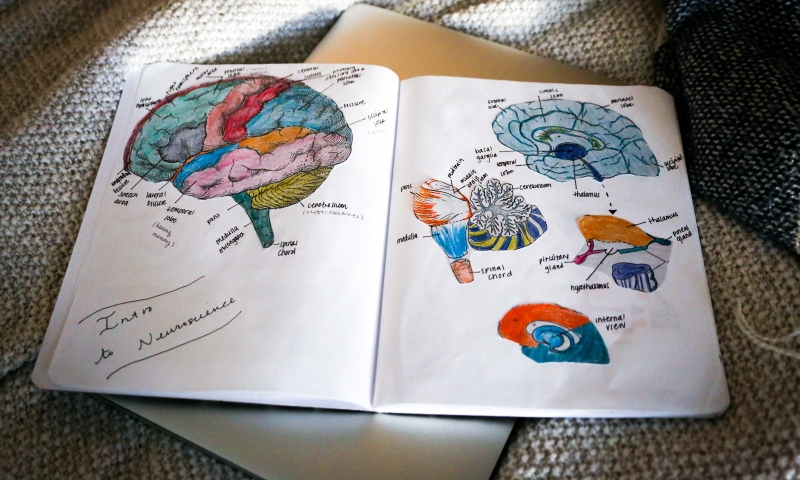 Neurobiology course encourages students to look at science through an artistic, feminist lens by Katie Scheidt