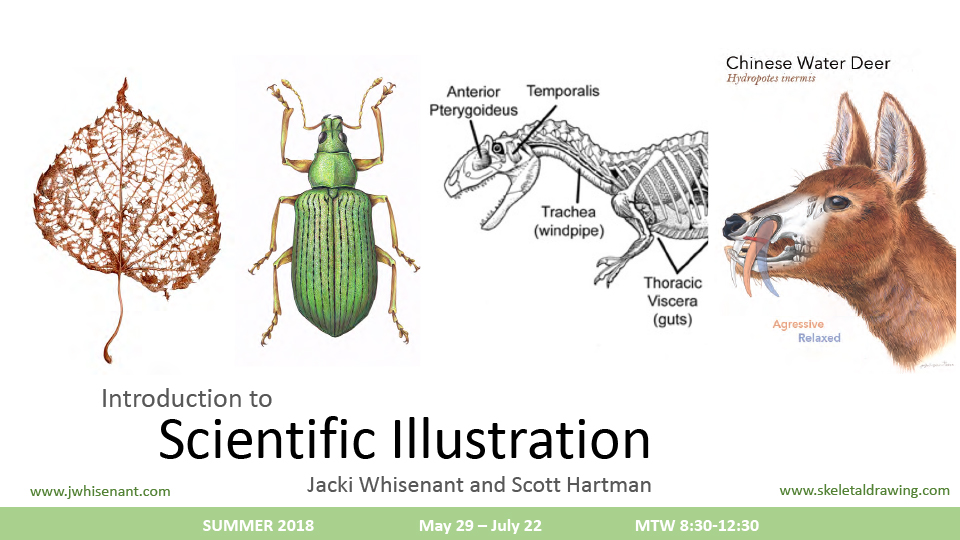 Art 448: Intro to Scientific Illustration