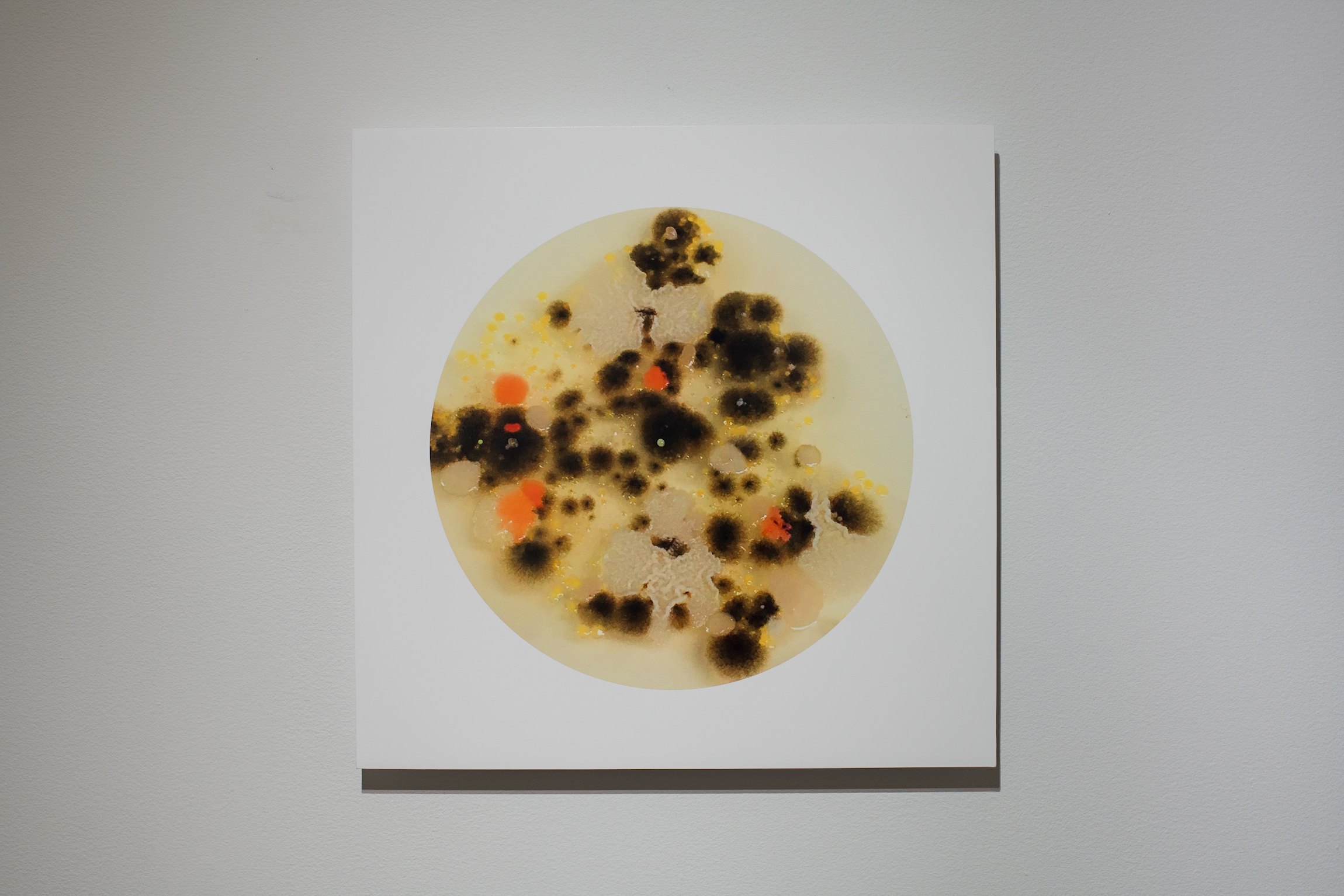 Morphology series artwork of fungal and bacterial colonies from Chloe Darke's Master of Fine Arts exhibition Secrete, Augment, Testify at the Chazen Museum of Art, University of Wisconsin-Madison. Photography by Kyle Herrera.
