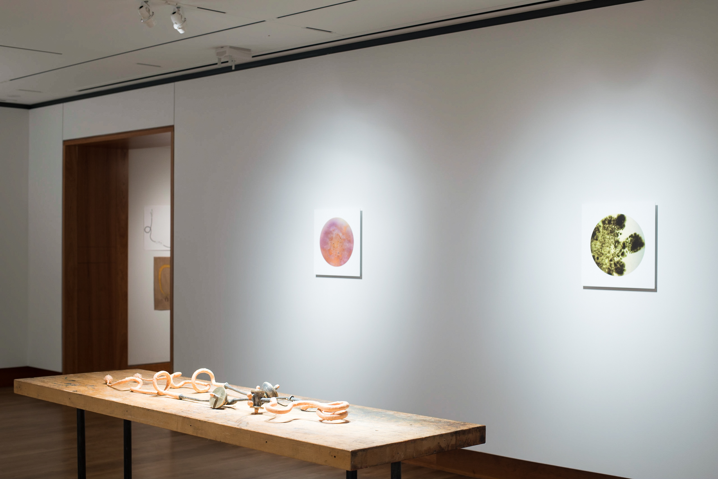 Installation view of Chloe Darke's Master of Fine Arts exhibition Secrete, Augment, Testify at the Chazen Museum of Art, University of Wisconsin-Madison. Photography by Kyle Herrera.