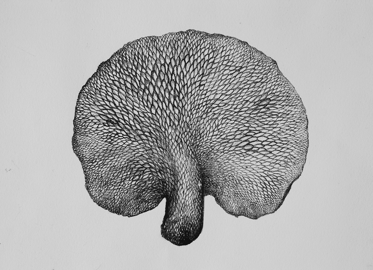 Polyporus alveolaris, lithography print by Olivia Wieland.