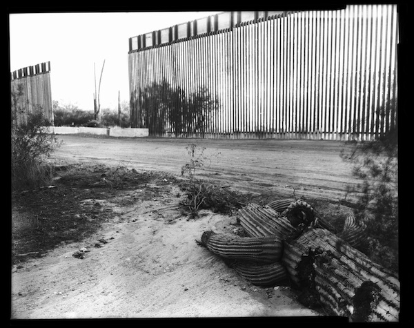 Jones’ “Fallen Saguaro + Border Wall,” ziatype, 12″x15″